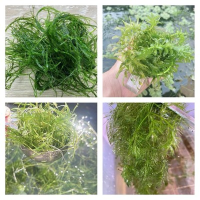 Combo : Java Moss, Hornwort, Anacharis,Guppy Grass Buy 2 Get 1 Free
