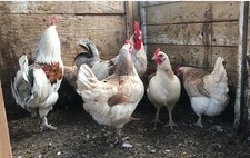 10  Blue Wheaten, Blue Silver, and Splash Marans Wheaten Hatching Eggs