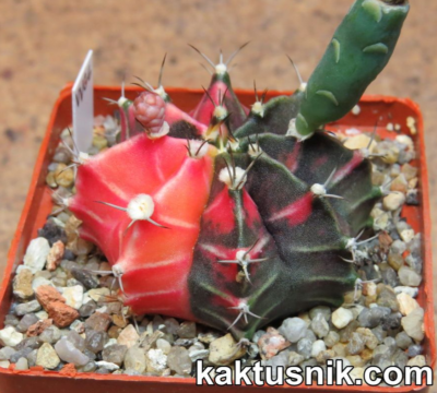 Gymnocalycium mihanovichii f.variegata fruits with non-variegated part  100seeds | eBay