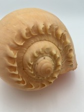 VOLUTIDAE Melo broderipii ORANGE 216mm Philippines 2016