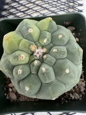 Matucana madisoniorum Variegated Rare