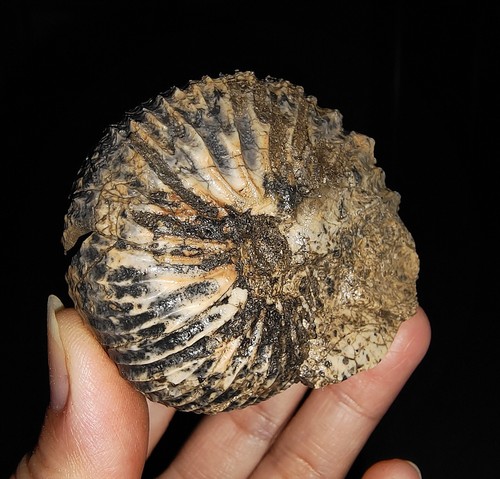 ¡INCREÍBLE AMONITA!!! ANATOMITAS TRIÁSICAS DE TIMOR, INDONESIA, 60MM - Imagen 10 de 10