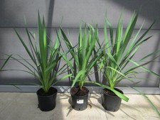 Yucca gloriosa  - Kerzen Palmlilie -  Pflanze 40-60cm  Winterhart -25°C