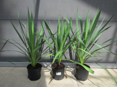Yucca gloriosa - Kerzen Palmlilie - Pflanze 40-60cm Winterhart -25C |  eBay.de