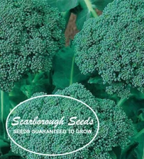 SCARBOROUGH SEEDS Broccoli, Waltham 29, 500 Seeds Heirloom Non-GMO
