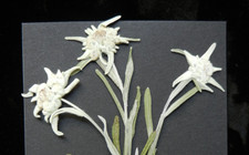 3x echtes Edelweiß ,gepreßt , getrocknet , schwarzer Karton , Karte, Schmuck etc