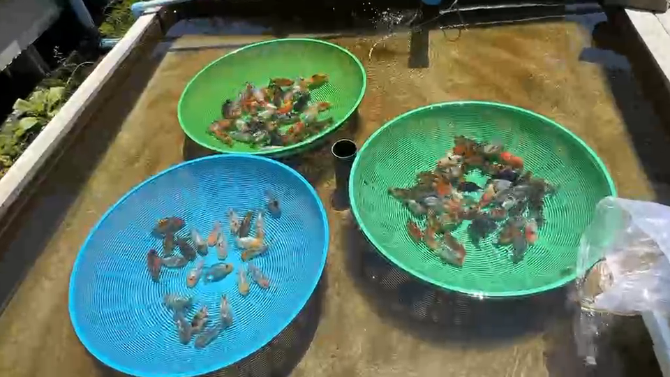 Live Fish Ranchu Baby Giant Breed Calico - 2-2.5 inches Volume Discount ...