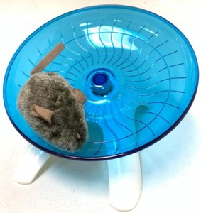 hamster exercise saucer