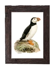 Vintage Atlantic Puffin Bird Illustration Retro Antique Home Decor 5x7 Wall Art