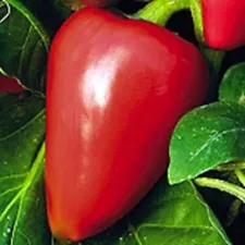 Pimento Sweet Pepper Seeds, NON-GMO, Heirloom, Variety Sizes, FREE SHIPPING