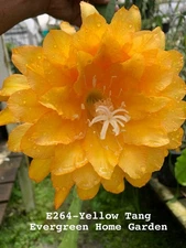 Rooted Epiphyllum Orchid Cactus “Yellow Tang” Growing In 4” Starter Pot.
