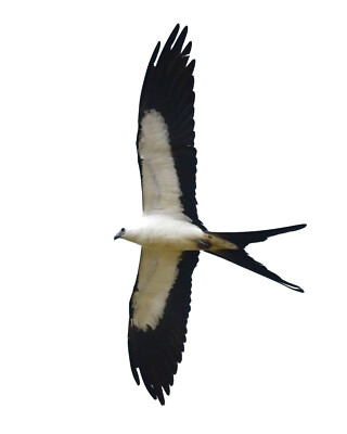 Color photographic print of a swallow-tailed kite capture by Norman Wei (8x10)
