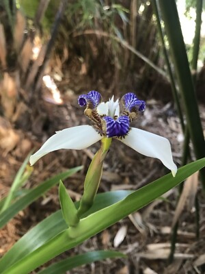 4 WHITE BLUE Walking Apostle Iris Plant Fragrant Spring Bloom Shade Garden  | eBay