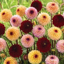 3 - The JILL BALL POMPON DAHLIA MIXTURE Bulb Tuber Clumps * 1 of Each Color *