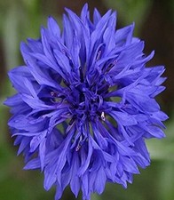 Cornflower Bachelor Button Blue Dwarf Centaurea 200 Seeds BUY 4 Get FREE SHIP