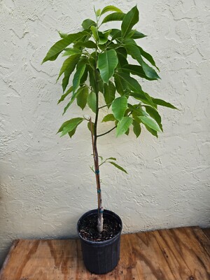 LIVE PLANT 3 ft White Magnolia longifolia - Michelia champaca Alba