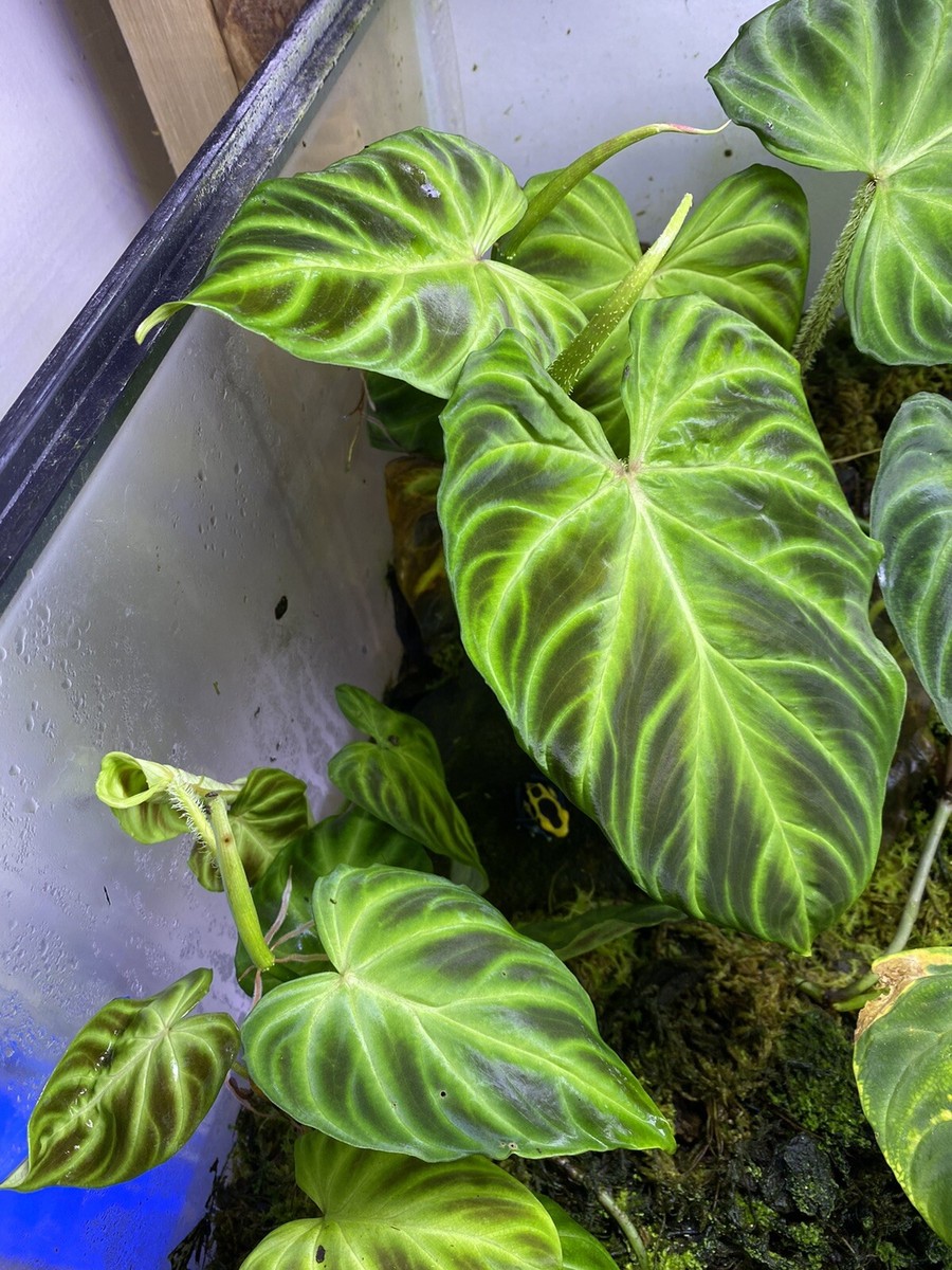 Philodendron Verrucosum - 1