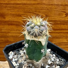 羅本製所COPIAPOA MONSTER BLACK PRINCE Cactus Copiapoa Cactis&Succulents for sale | eBay