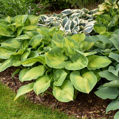 Humble Hen Farm & Nursery Hosta Brother Stefan - Thumbnail 2