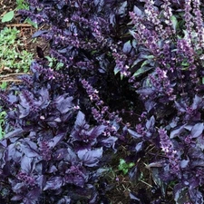 PURPLE BASIL 150 SEEDS NON-GMO FRESH FOR  GARDENS
