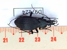 D97124-insects Carabidae from Vietnam North