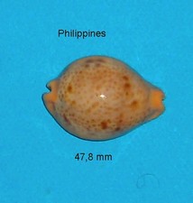 Cyprae Porteri Philippines 47.8mm GEM