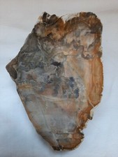 Versteinertes Holz, Penna, Sachsen