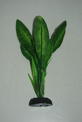 Seidenpflanze in Aquariumqualität grün schmalblättrige Pflanze 13 cm bis 50 cm 