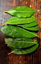 14 Large Fresh Organic Bay Leaves – Picked to Order | Free UK Delivery 14 Leaves