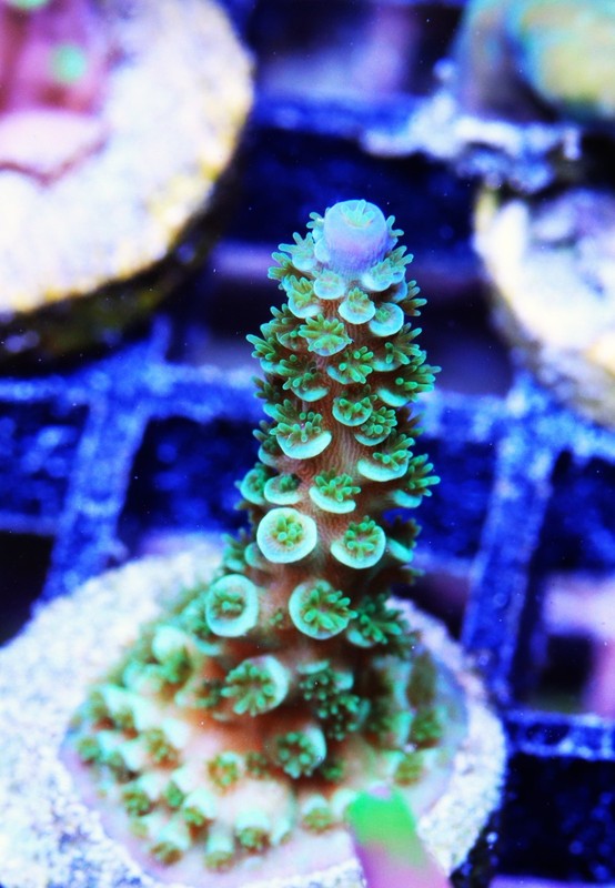 Joe The Coral Acropora Frag Zoanthids Zoa Paly SPS LPS Corals, WYSIWYG