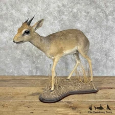 #31147 EL | Kirk's Dik-Dik Taxidermy Life-Size Mount For Sale