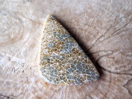 versteinerte / fossile Koralle Cabochon hochglanzpoliert Petoskey versteinerte / fossile Koralle Cabochon hochglanzpoliert Petoskey
