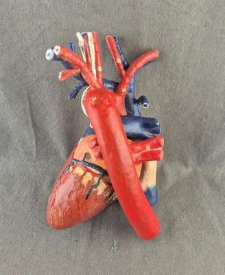 Dr Louis AUZOUX - Human Heart.  Mint Condition Removable Anatomical Model