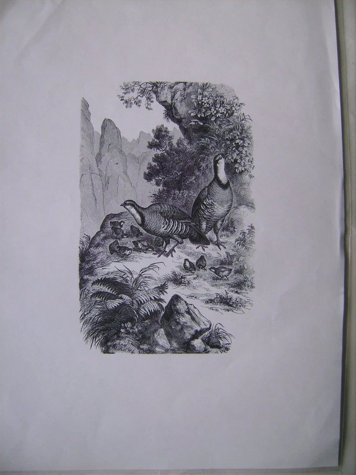 altes Stahlstichbild Naturszene - DIN A 4 Blatt - Bildgröße 10 x 16 cm  - Bild 1 von 1