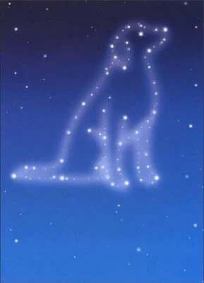 Dog Sympathy Stars Pet Sympathy Card - Greeting Card by Avanti Press