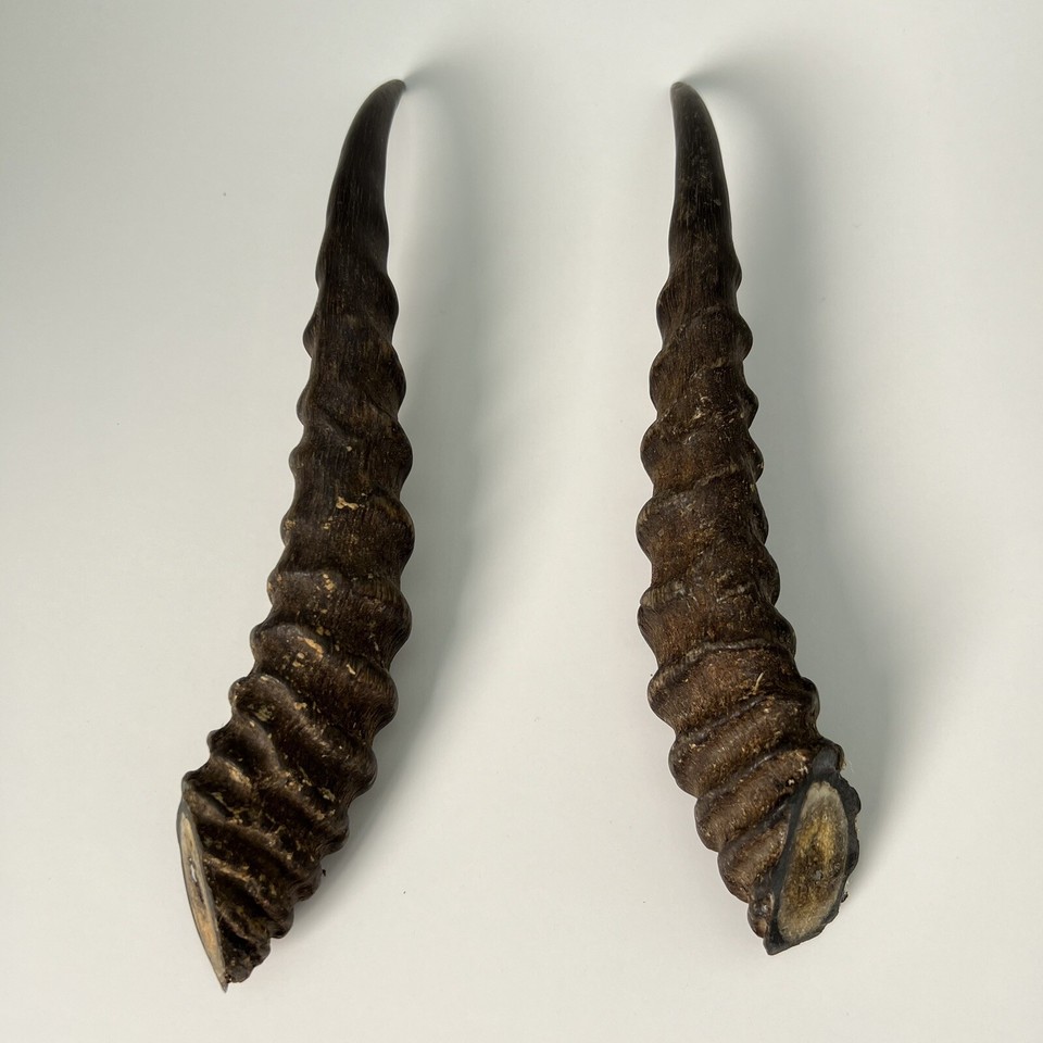 Animal Devil's Horns Gazelle Real Original Taxidermy Creatures Home