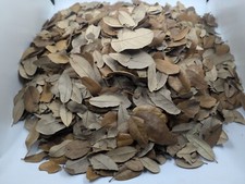 1 Gallon Organic Leaf Litter Live Oak Leaves Pet Reptile Terrarium Isopod Frog