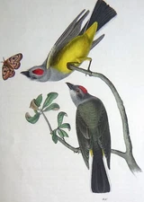 Audubon 1st ed Octavo  ARKANSAW FLYCATCHER   Birds of America  1840 original #54