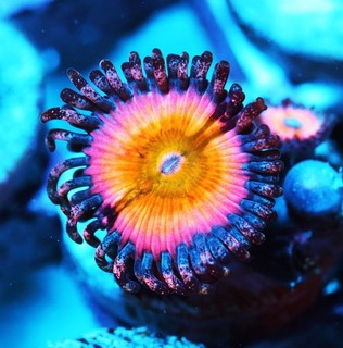 CB Rainbow Infusion Paly Frag Zoanthids Zoa Paly SPS LPS Corals WYSIWYG