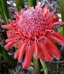 Red Torch Ginger Lily Tropical One Of The Most Beautiful Flowers Houseplant Ebay