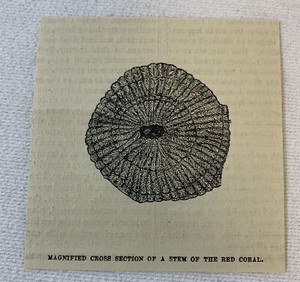1880 magazine engraving~ MAGNIFIED CROSS SECTION OF A STEM OF THE RED CORAL