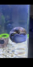 Mystery Snail Babies 5 The mom is pictured