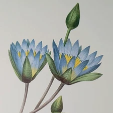 Vintage Nymphaea Carulea Blue Flower Botanical Print Redouté Bookplate 86