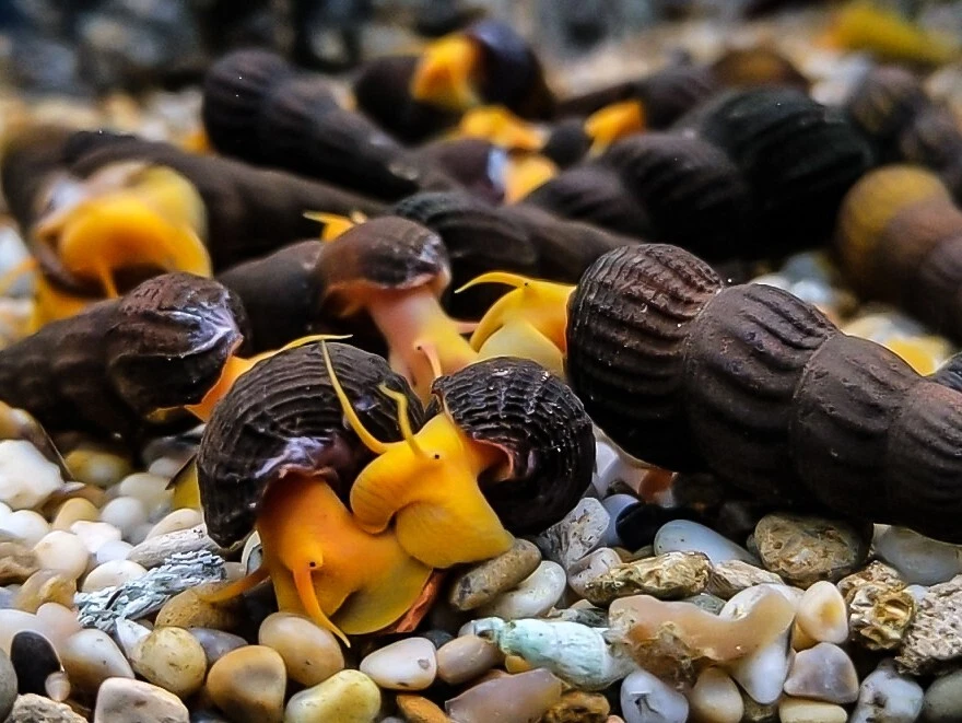 2 高档橙色金色波索兔蜗牛年轻苏拉威西蜗牛 — 第 3/4 张图片