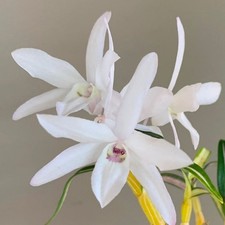 Dendroboum moniliforme variegated BS mini dendrobium orchid species. Rare form
