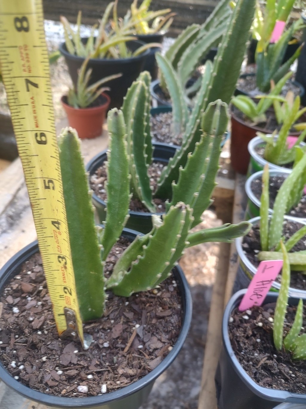 Starfish Stapelia Gigantea Plant Zulu Giant Succulent Cactus Carrion Flower