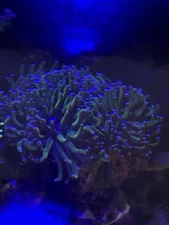 Live Massive Banana Holy Grail Torch Coral 4 heads