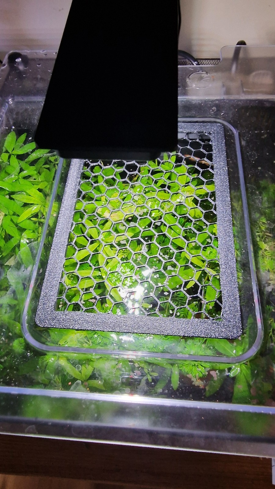 Coperchio Mangime per Fluval Betta Premium 6 Gal 20L Nano Pianta Acquario Pesciera foto 2