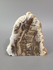 versteinerter Baumstamm Buchstützen 2 Stück Holzstamm Holz Baum