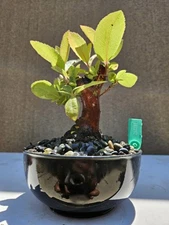 Old Marina Strawberry Bonsai Tree ( Fruit tree  ) ,,,, sale 